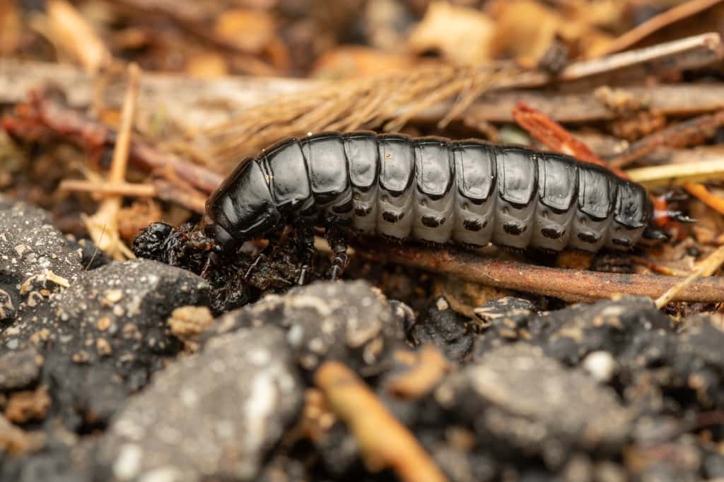 Ces larves qui sont bonnes pour votre jardin — free download